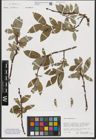 Foto von Salix hastata L.